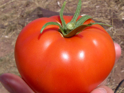 Ντομάτες με… ηπατίτιδα